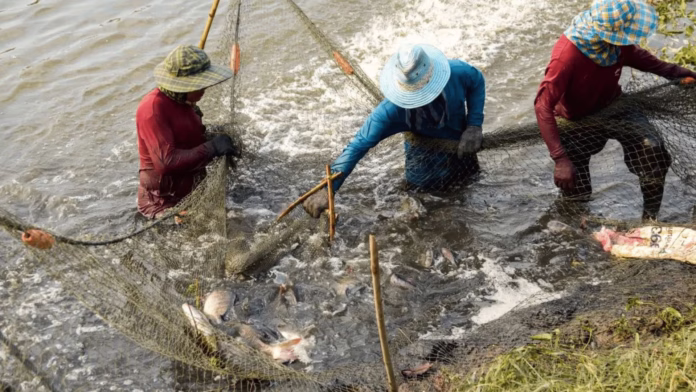 trabalhadores realizando colheita de peixes na aquicultura brasileira