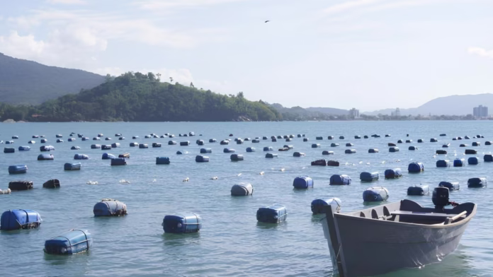 cultivo de ostras em Santa Catarina com estruturas flutuantes no mar