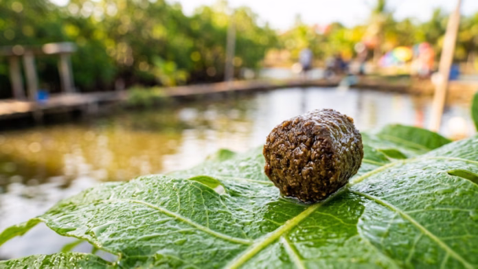 Pellet de ração aquícola sobre uma folha verde molhada, com um viveiro de aquicultura desfocado ao fundo.