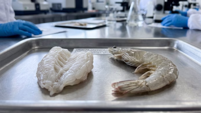 Bandeja de metal com músculo de camarão processado ao lado de um camarão inteiro cru em laboratório