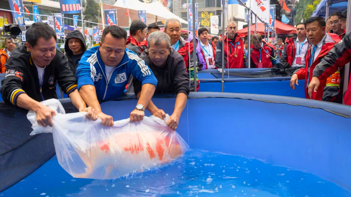 Três homens asiáticos seguram cuidadosamente um saco plástico transparente contendo uma grande carpa Nishikigoi da variedade Kohaku sobre um tanque azul redondo, durante o 25th China Koi Show, com público e tendas ao fundo.