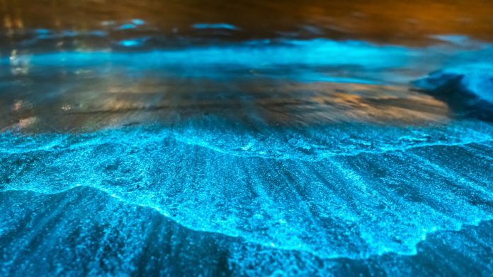 Microalga bioluminescente utilizada em pesquisa para criação de estruturas luminosas ambientais