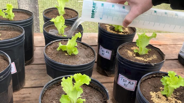 Aplicação de biofertilizante produzido com resíduos de peixe em cultivo de alface na UFSC