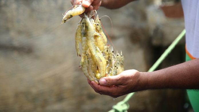 Produtor segura camarões em viveiro de aquicultura em Sergipe