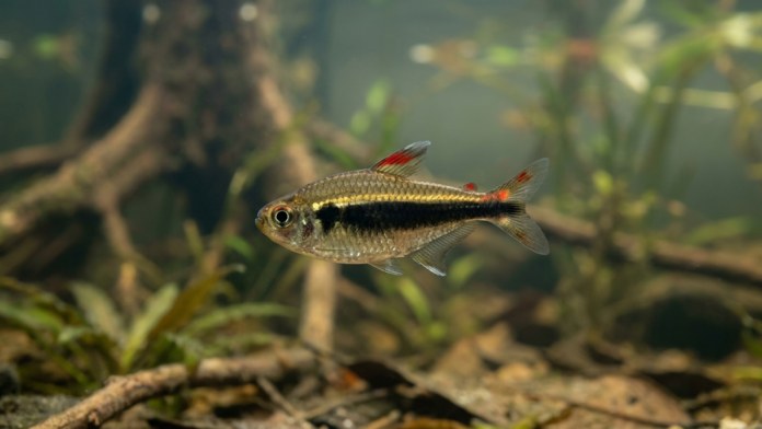 Um pequeno peixe tetra da Amazônia (gênero Hyphessobrycon) nadando em um ambiente natural de igarapé com água escura, folhas e plantas. Ele tem uma faixa preta e uma linha dourada brilhante no corpo.