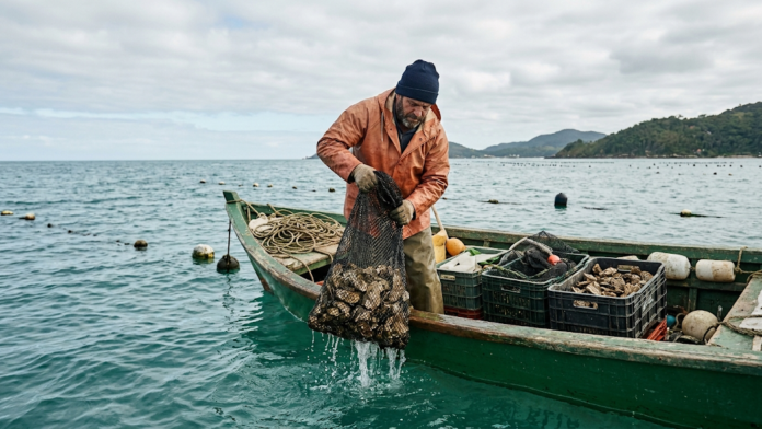 Produtor de ostras puxando bolsa de cultivo do tipo mesh bag de dentro da água em uma fazenda marinha rural.