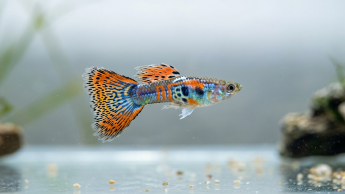 Peixe ornamental lebiste macho adulto nadando em aquário de água doce limpa com nadadeiras coloridas e desenvolvidas.