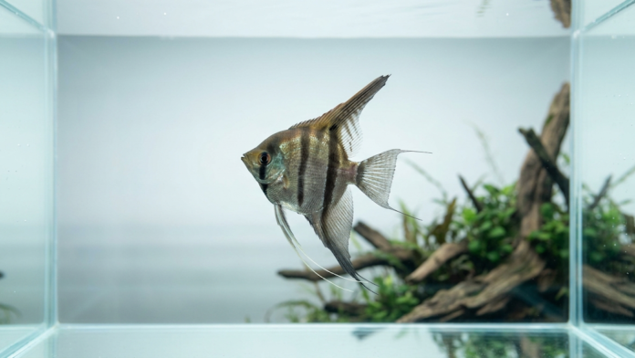 Peixe acará-bandeira adulto nadando em aquário de água doce com plantas ao fundo.
