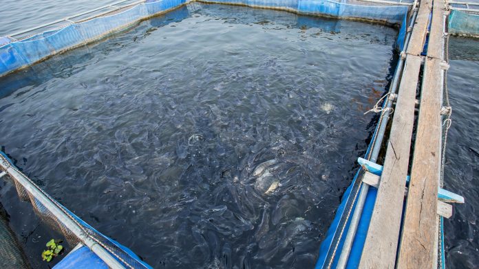 Tanque de criação de peixes