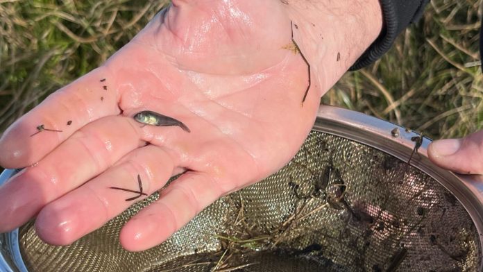 Peixe-anual ameaçado encontrado em área úmida do bioma Pampa