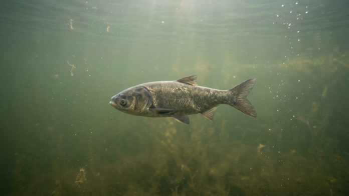 Carpa-cabeçuda (Aristichthys nobilis) nadando em águas de lago de água doce, centralizada na imagem.