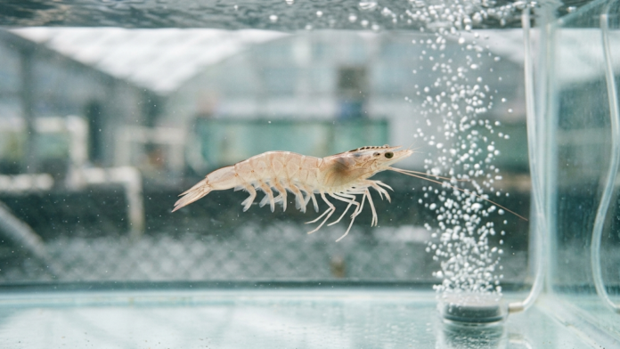 Camarão-branco-do-pacífico (Litopenaeus vannamei) saudável nadando centralizado em tanque de aquicultura com água limpa.