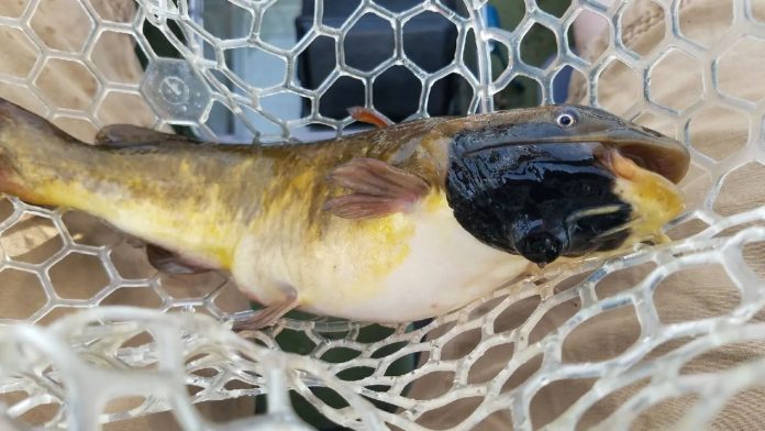 Peixe de água doce em rede de amostragem apresentando mancha e lesão escura na pele.