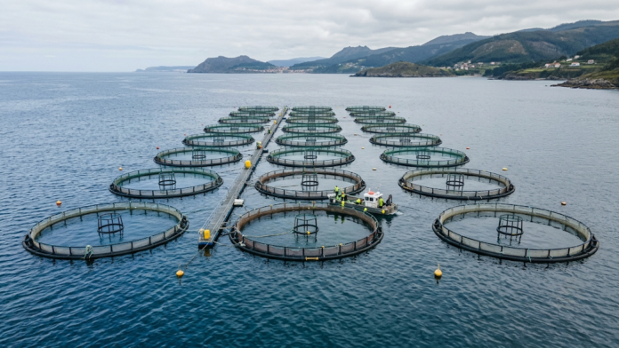 Fotografia documental de tanques-rede circulares de aquicultura marinha flutuando em águas costeiras calmas na Espanha, centralizados horizontalmente sob luz natural.