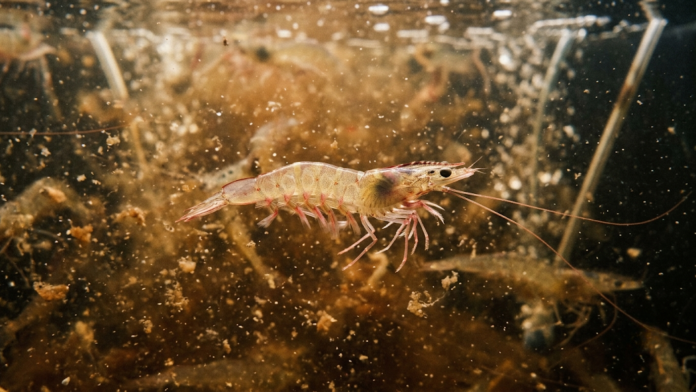 Camarão-cinza (Litopenaeus vannamei) nadando em tanque de aquicultura com sistema de bioflocos (BFT).