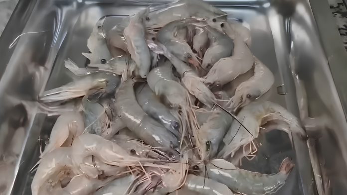 Camarões brancos frescos e inteiros empilhados em uma bandeja de metal limpa e brilhante, sugerindo um ambiente de processamento ou laboratório.