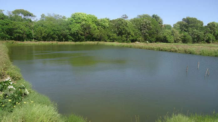 Viveiro escavado para criação de peixes cercado por vegetação em área rural.