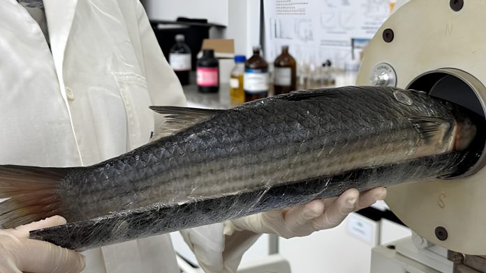 Peixe tainha preparado para análise química e rastreamento metabólico em laboratório.