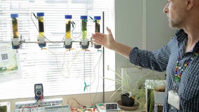 Tubos de vidro com cultivos de microrganismos fotossintéticos conectados por fios elétricos em ambiente de laboratório.