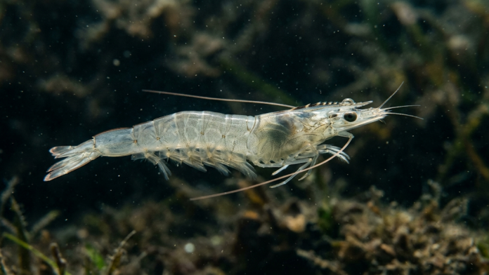 Camarão-cinza (Litopenaeus vannamei) submerso em água limpa em sistema de aquicultura.