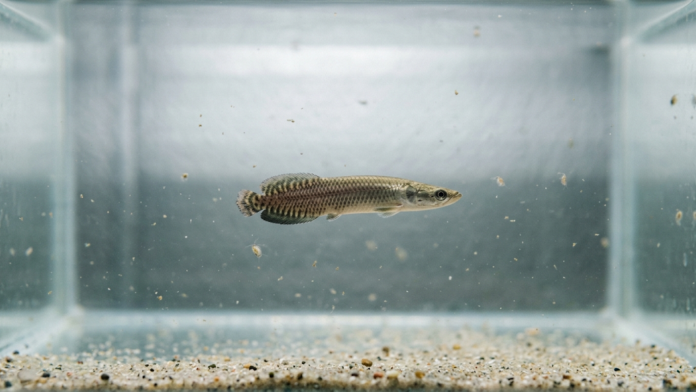 Alevino de pirarucu (Arapaima sp.) nadando no centro de um aquário de cultivo, cercado por pequenos cladóceros no ambiente de pesquisa.
