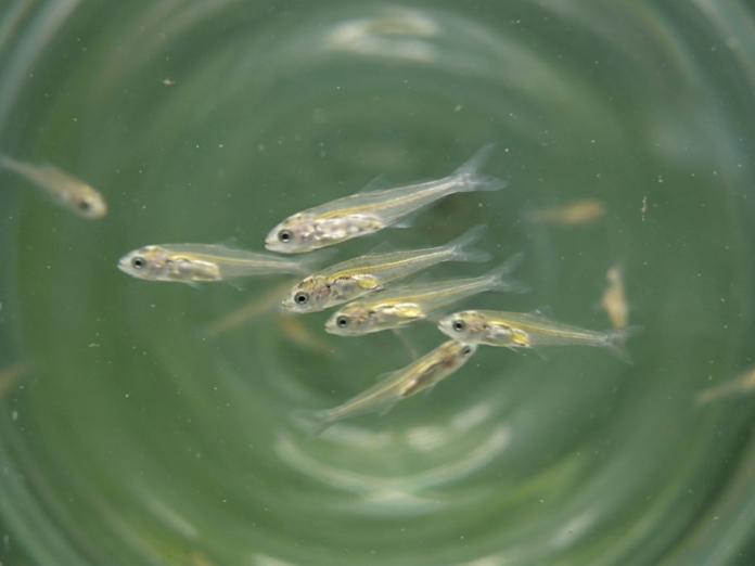 Larvas de olho-de-boi (Seriola dumerili) nadando em tanque de aquicultura durante testes nutricionais com microalgas.