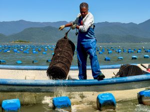 Estruturas de manejo e cultivo de organismos na aquicultura marinha.