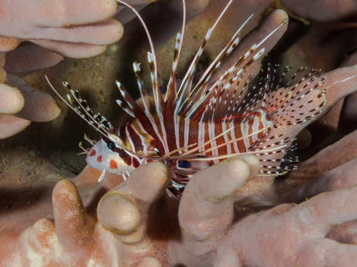 Exemplar de peixe-leão nadando em ambiente marinho recifal.