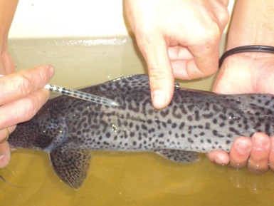 Close nas mãos que seguram um peixe de couro (pintado) com manchas, imerso em água em um recipiente, enquanto utilizam uma pequena seringa para aplicar indução reprodutiva.