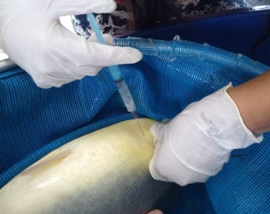 Mãos calçadas com luvas de procedimento seguram uma seringa azul e aplicam injeção de indução hormonal em um peixe nativo (tambaqui) contido em uma rede azul dentro de um tanque.