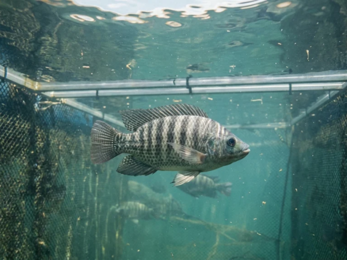 Tilápia-do-Nilo (Oreochromis niloticus) nadando em tanque-rede durante monitoramento sanitário no Brasil.