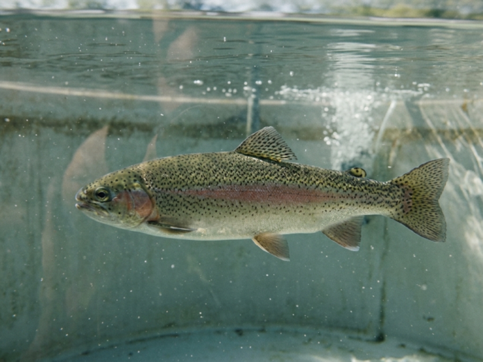 Truta-arco-íris (Oncorhynchus mykiss) nadando em água cristalina dentro de tanque de aquicultura.
