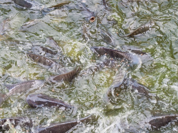 Cardume de peixes num viveiro de cultivo aquícola.