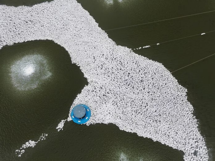 Tanque de aquicultura com mortalidade em massa de peixes na superfície da água devido à falha de aeração.