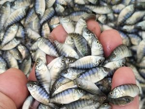 Mãos segurando alevinos de tilápia em estrutura de produção aquícola.