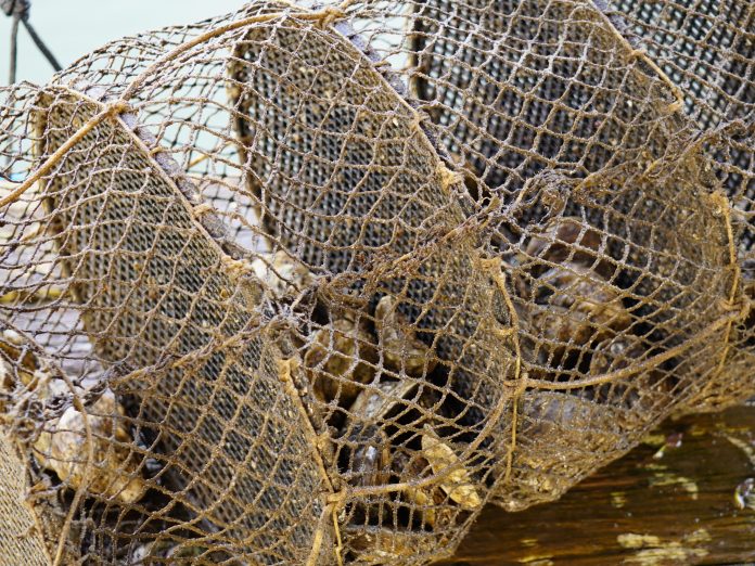 Estrutura e lanternas utilizadas no cultivo de ostras em área aquícola.